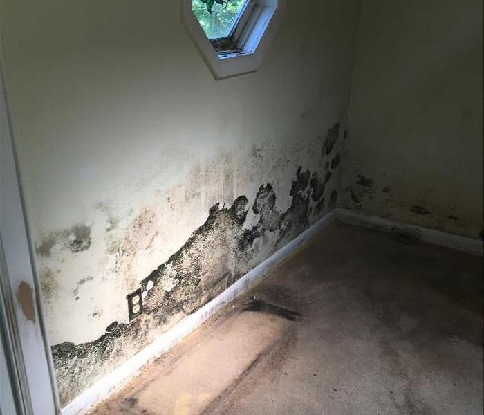Water and mold damage along bottom 3ft of wall