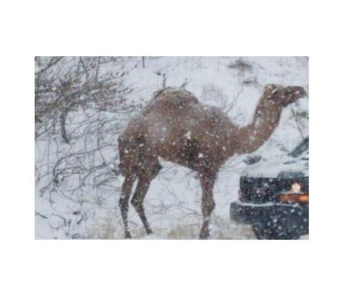Camel on the side of road in the Lehigh Valley