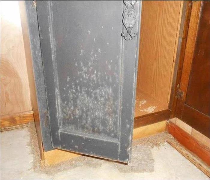 Wooden cabinet covered with mold.