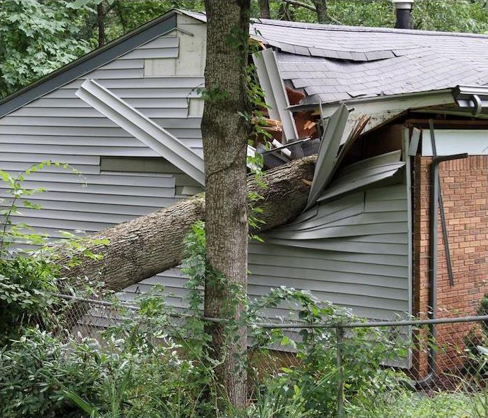Tree fallen on roof of house after a storm