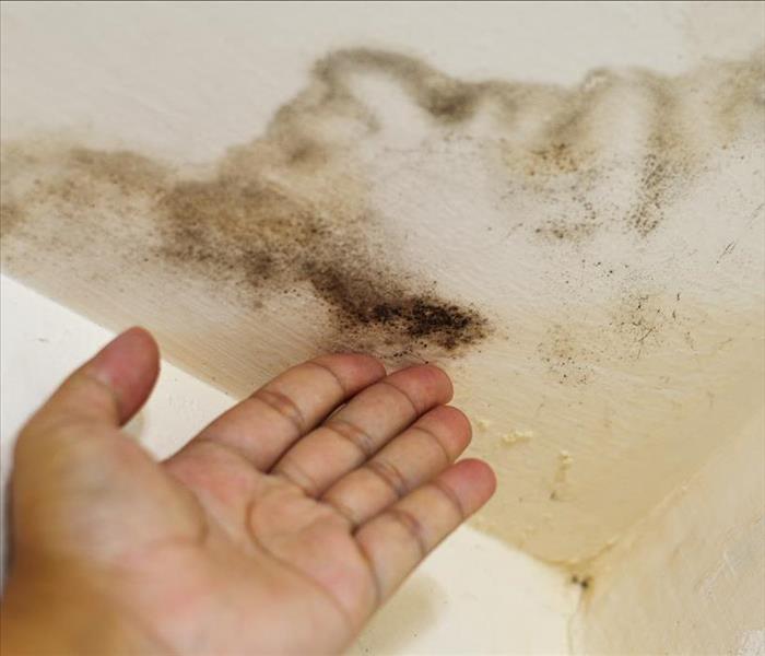 Hand pointing on ceiling black mold growth.