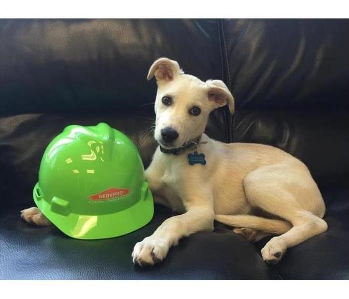 White dog posing on a couch with a SERVPRO hardhat
